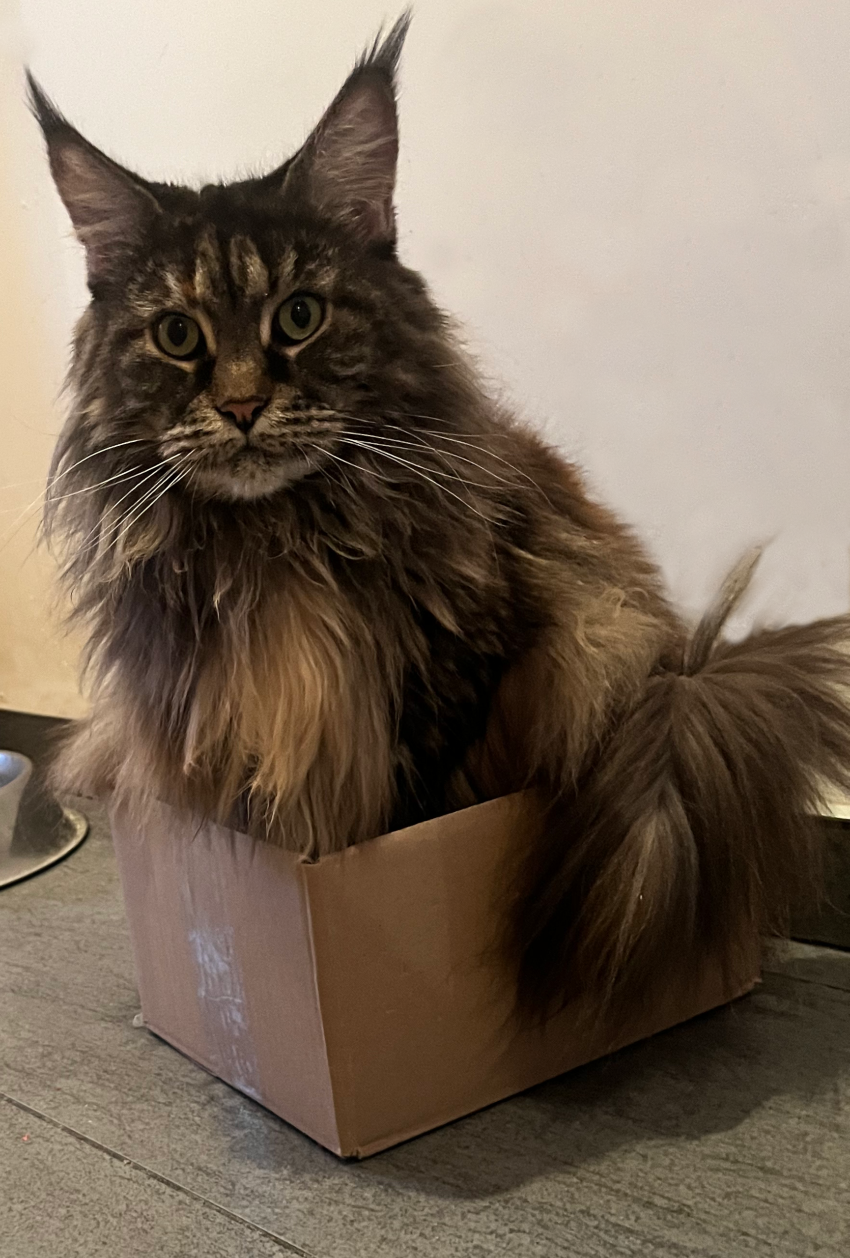 Oryginalne zdjęcie pupila